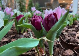 Fruehling In Jenas Goethe Galerie 2024 12